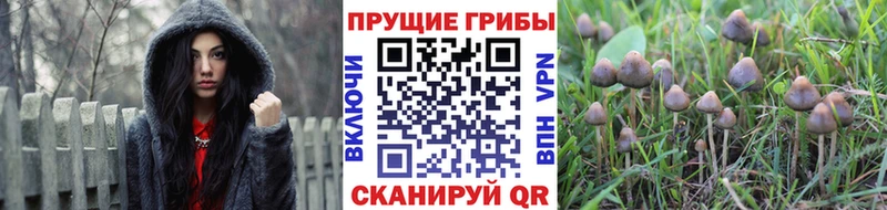 Купить  Урай  Галлюциногенные грибы MAGIC MUSHROOMS 
